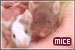 Mice