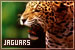 Felines: Jaguars