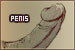Penises