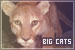 Felines: Big Cats
