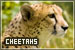 Felines: Cheetahs