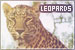 Felines: Leopards
