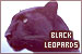 Felines: Leopards: Black