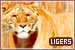 Felines: Ligers