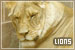 Felines: Lions