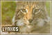 Felines: Lynxes