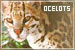 Felines: Ocelots