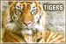 Felines: Tigers