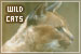 Felines: Wild Cats