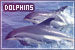 Dolphins