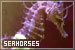 Seahorses