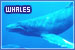 Whales