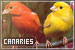 Canaries