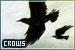 Crows
