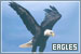 Eagles