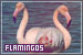 Flamingos