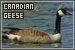 Geese: Canadian