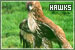 Hawks