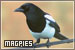 Magpies