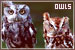 Owls