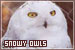 Owls: Snowy