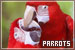 Parrots