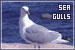 Sea Gulls
