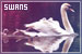 Swans