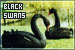 Swans: Black