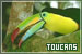 Toucans
