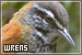 Wrens