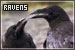 Ravens