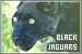 Jaguars: Black