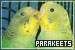 Parakeets (Budgerigars/Budgies)