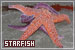 Starfish