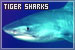 Sharks: Tiger