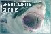 Sharks: Great Whites