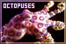Octopuses