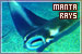 Manta Rays