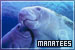 Manatees