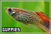 Guppies