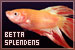 Betta Splendens