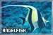 Angelfish (freshwater)