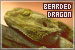 Bearded Dragons