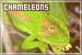Chameleons