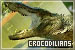 Crocodillians