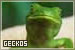 Geckos