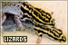 Lizards