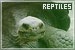 Reptiles