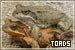 Toads
